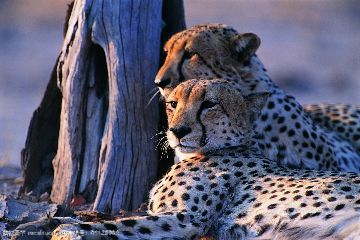 两 只 趴 豹子 动物 野生动物 休息 趴着 遥望 陆地动物 生物世界 黑色