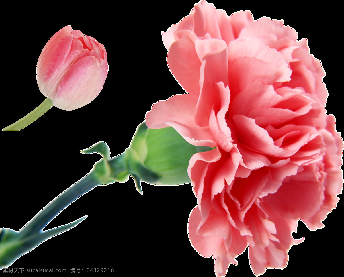 芬芳 粉色 花朵 卡通 透明 抠图专用 装饰 设计素材