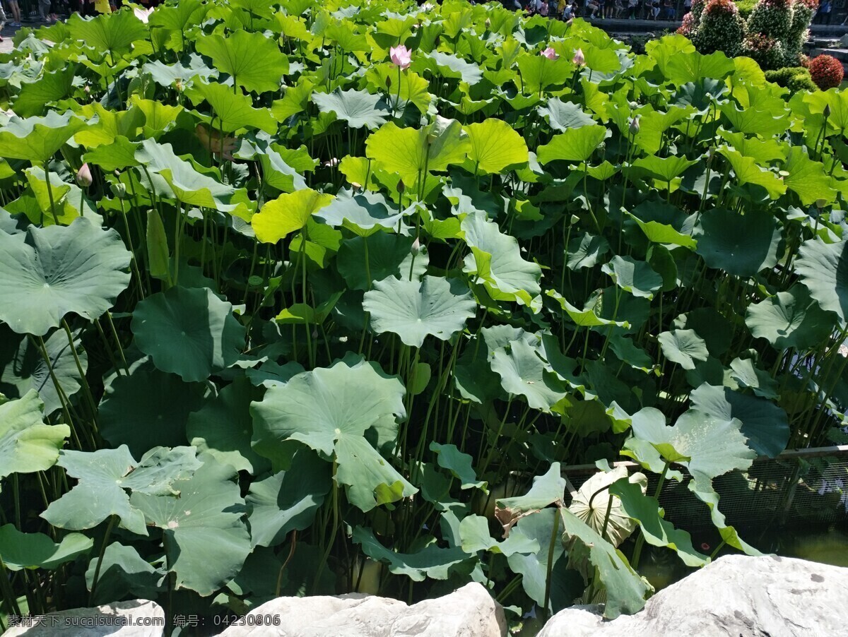 恭亲王府 荷叶 夏日 美景 荷花 旅游 古建筑 亭台水榭 生物世界 花草