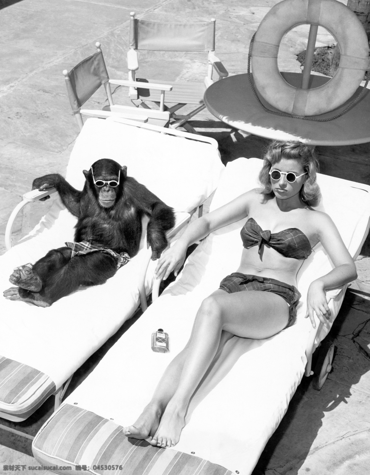 猩猩 美女图片 动物世界 晒太阳 日光浴 性感美女 比基尼美女 陆地动物 生物世界