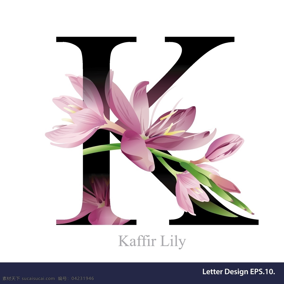 紫色 热带 花卉 英文 字母 字体 玉兰 植物 矢量 源文件