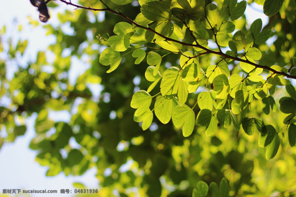逆光树叶 大光 圈 光斑 逆光 树叶 绿叶 阳光 绿色背景 日常拍摄素材 生物世界 树木树叶