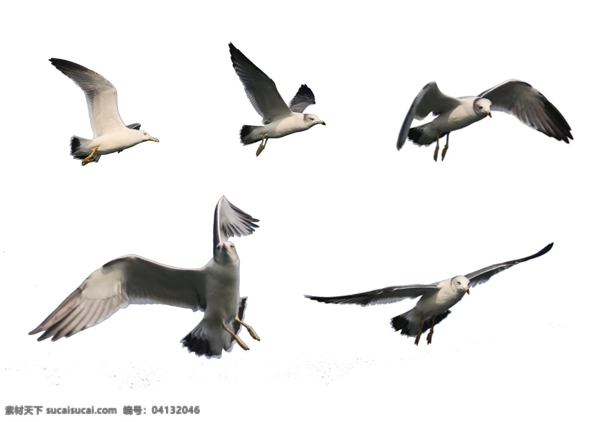 海鸥 海猫 飞翔 翱翔 展翅 滑翔 分层 源文件
