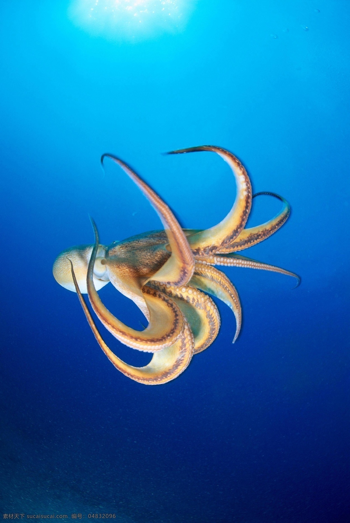 动物 海底世界 野生 生态 鱼 章鱼 乌贼 鱿鱼 墨鱼 生物世界 海洋生物