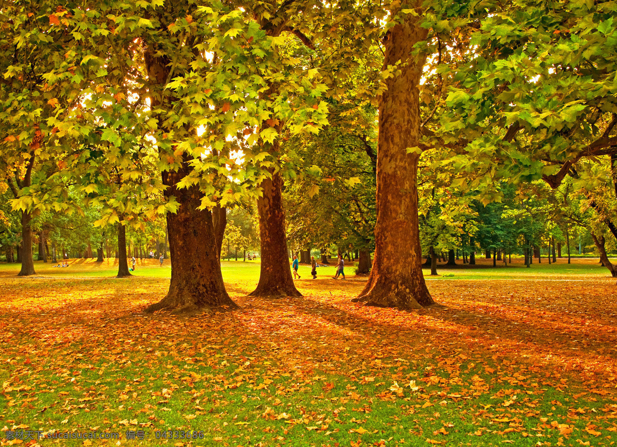 秋天美景 秋天 落叶 林间小道 小路 金花色的树叶 自然 景色 自然风景 自然景观 黄色