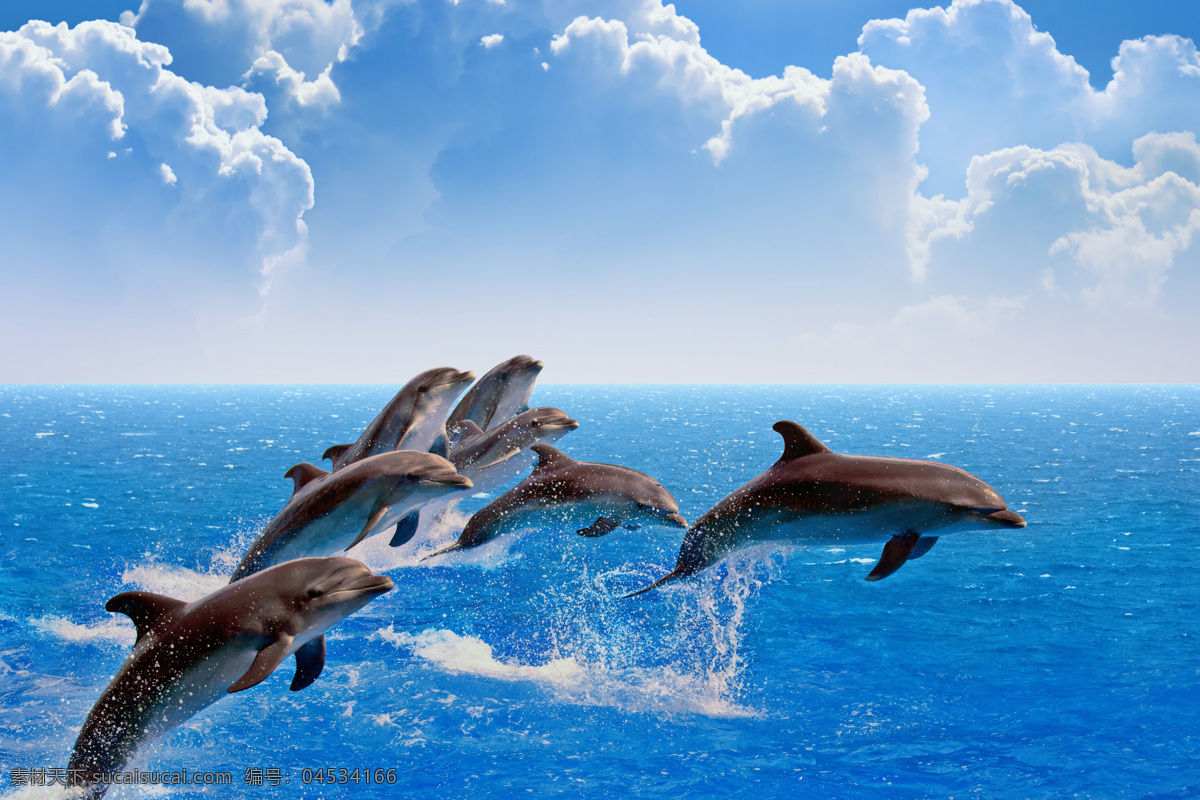 海豚图片 海洋海豚 蓝色海豚背景 海豚 大海海豚 分层