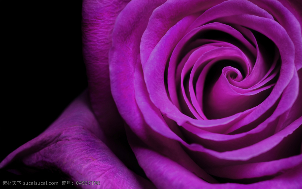 3d 高清 简约 紫色 玫瑰 背景 墙 背景墙 3d渲染 效果图