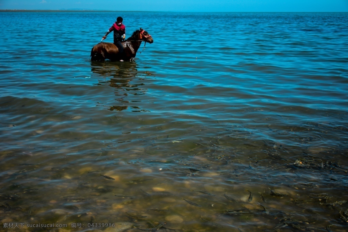 湖边牧马人 青海湖 马 湟鱼 少年 八月高原 旅游摄影 自然风景