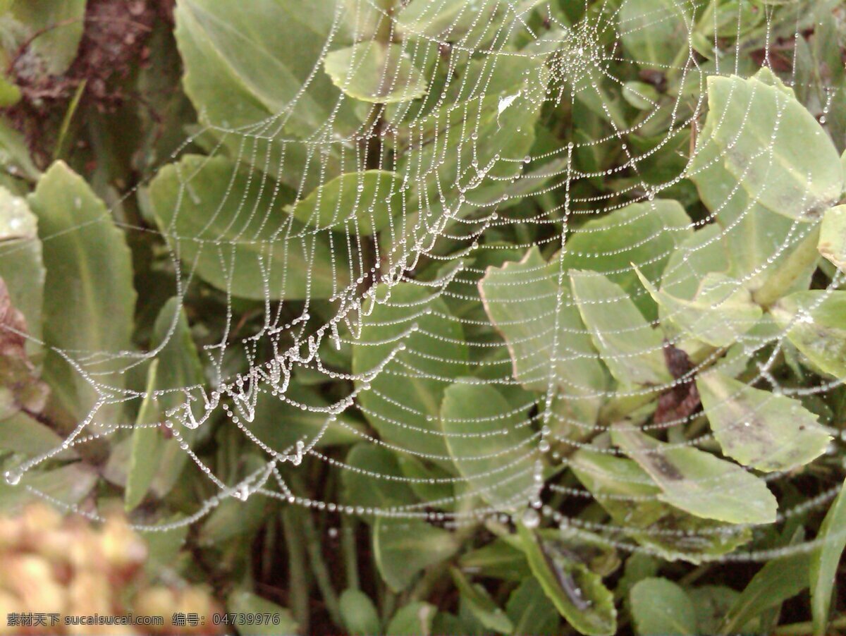 蛛网 花草 昆虫 露水 美丽 清爽 生物世界 早晨 蜘蛛网 植物