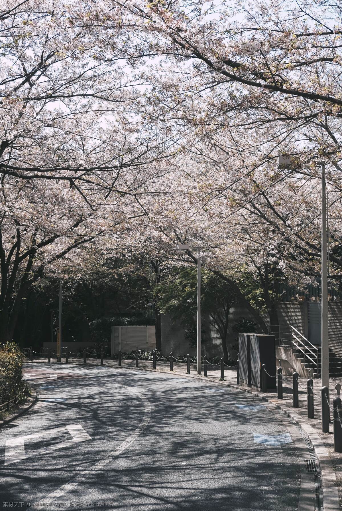 樱花 街头 日本 道路 自然 背景 背景素材