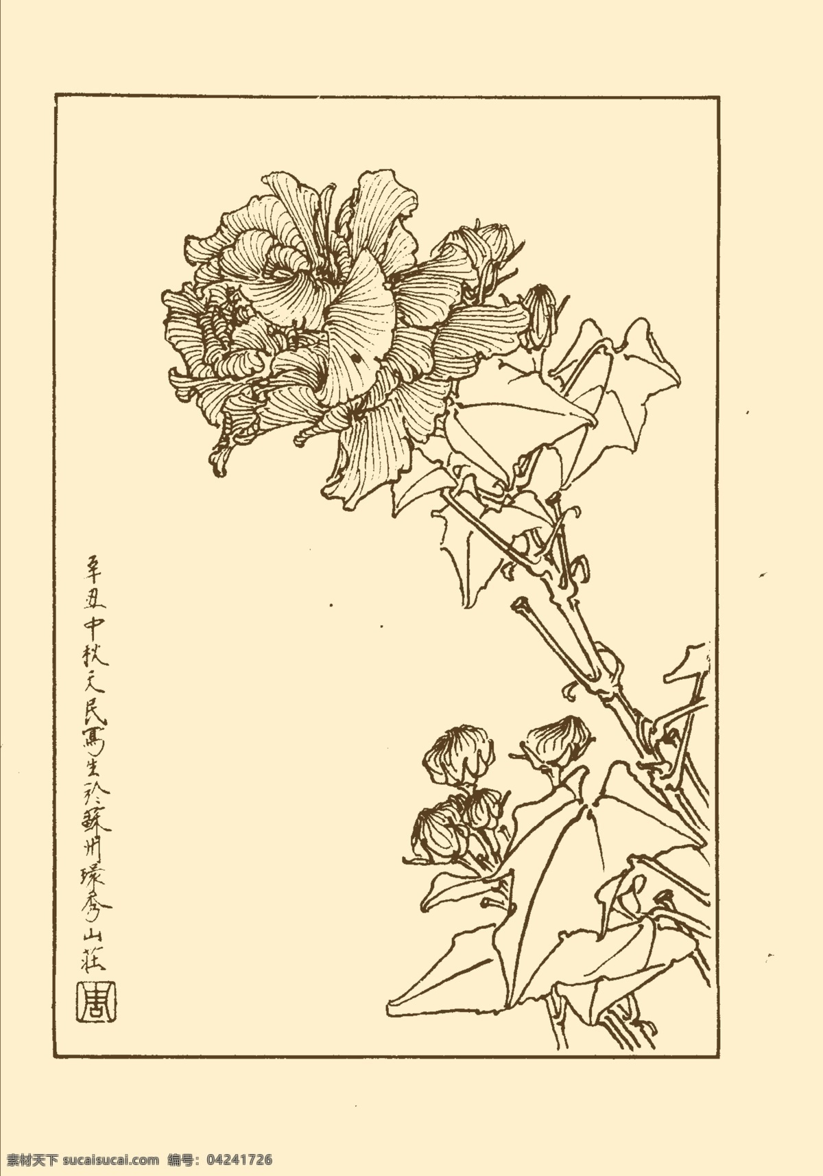 芙蓉 鲜花 花卉 花草 植物 白描 中国画 国画 线画 花卉白描 分层 源文件