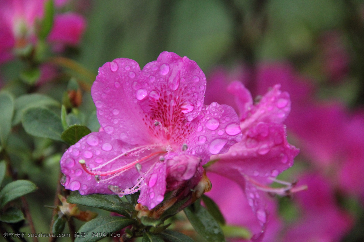 杜鹃花 花卉 生物世界 春色 花蕾 花蕊 花香 花朵 花草 花瓣 水珠 雨滴