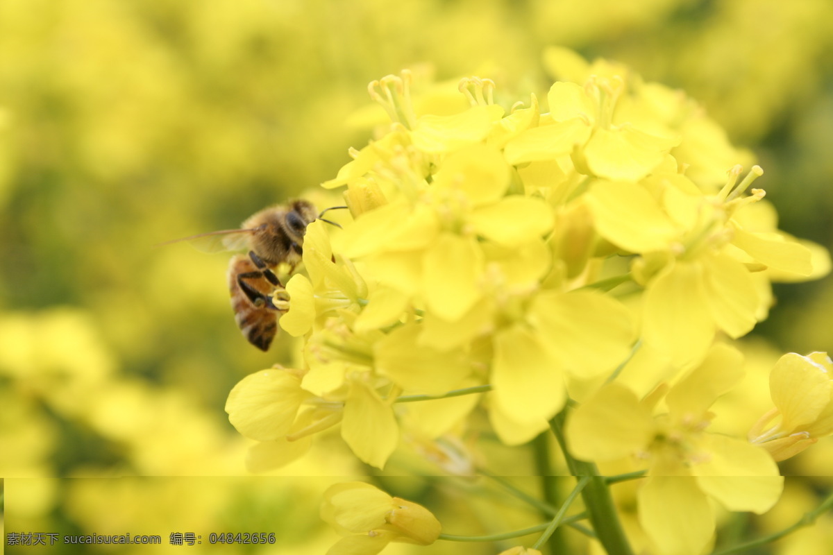 动物 户外摄影 黄花 昆虫 蜜蜂 生物 生物世界 小蜜蜂 油菜花 小蜜蜂采花 勤劳的小蜜蜂 植物 田园风光