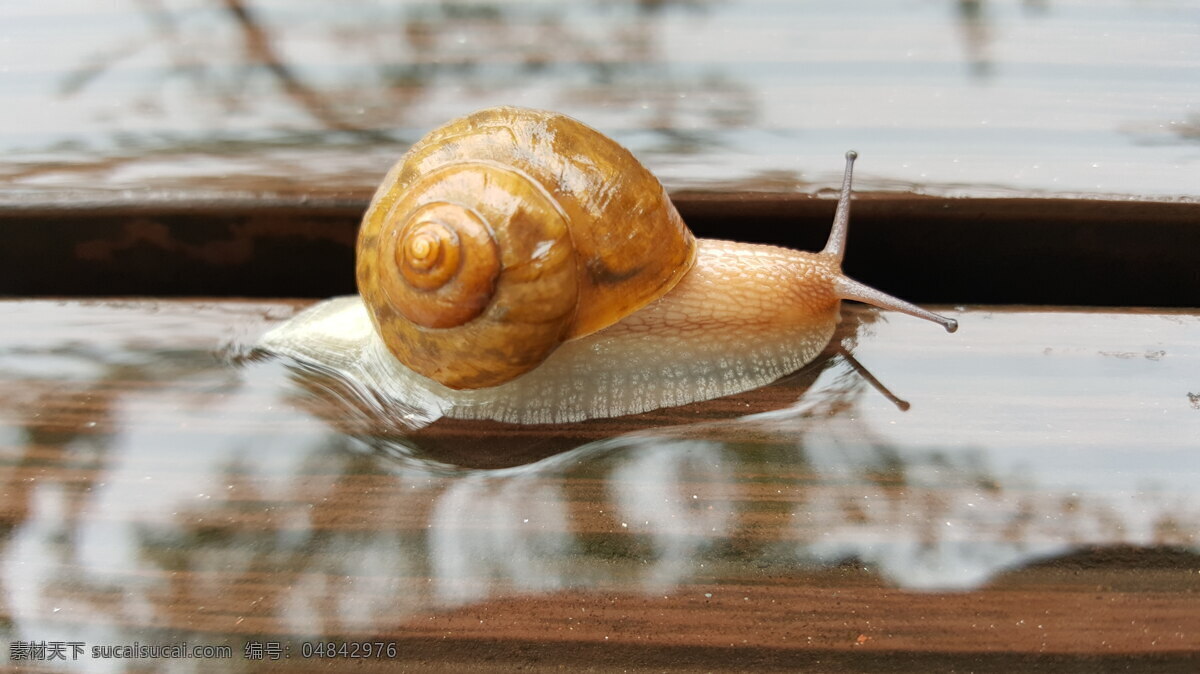 蜗牛 雨水 爬行 触角