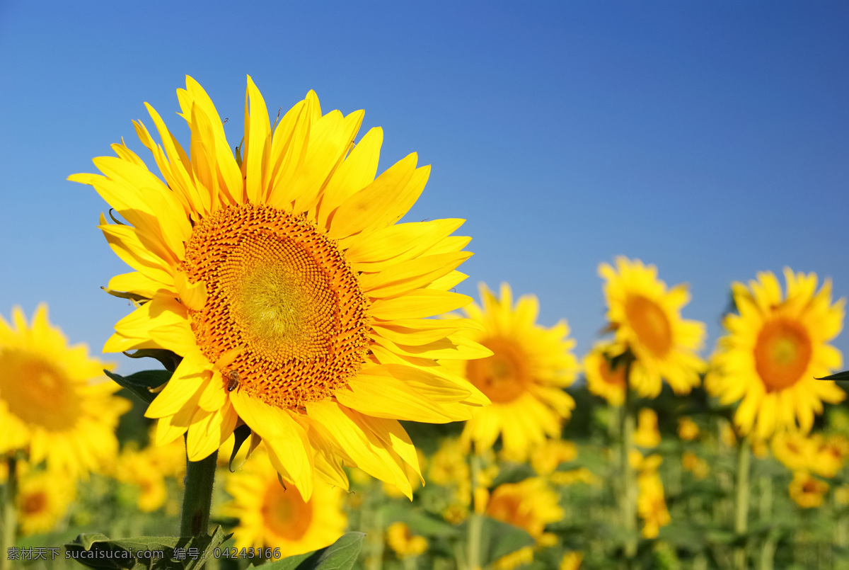 向日葵摄影图 向日葵 太阳 太阳花 自然景观 自然风景