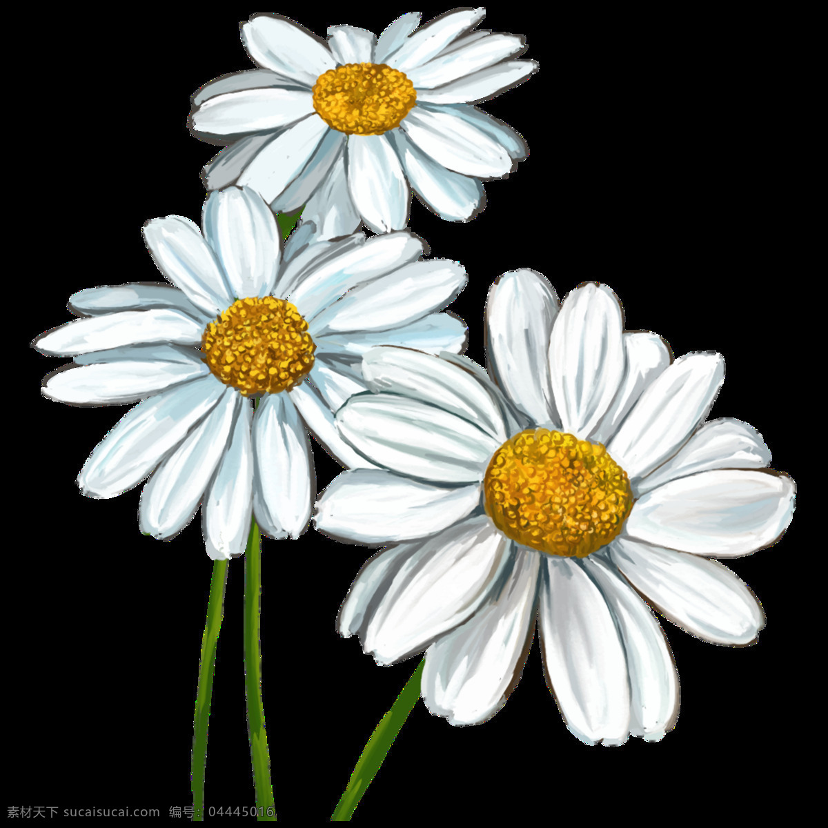 温婉 白色 花朵 手绘 菊花 装饰 元素 白色菊花 黄色花蕊 清新 植物 装饰元素