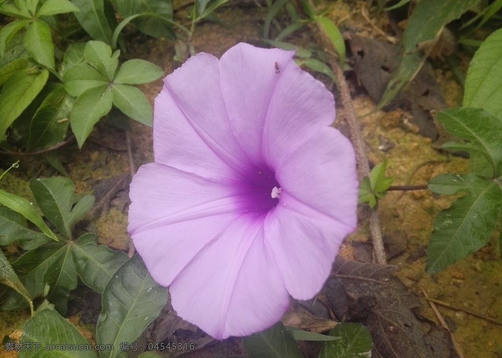 牵牛花 喇叭花 紫色花 花卉 花朵 植物 花 生物世界 花草