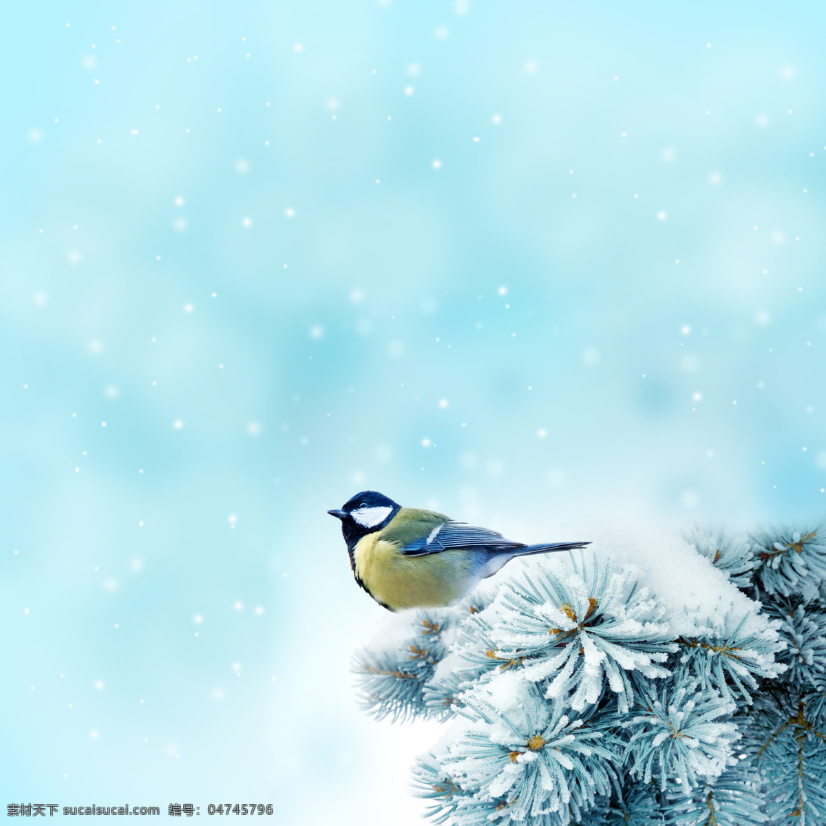 唯美意境 冬季 冰雪世界 雪地 雪花 小鸟 飞鸟