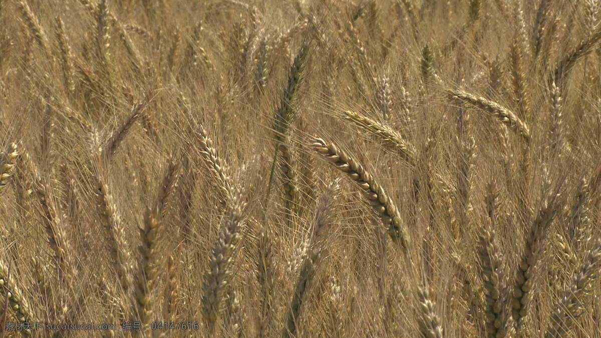 俄勒冈 小麦 细节 股票 录像 草 琥珀 粮食 瀑布 自然 秸秆 领域 波 视频 其他视频