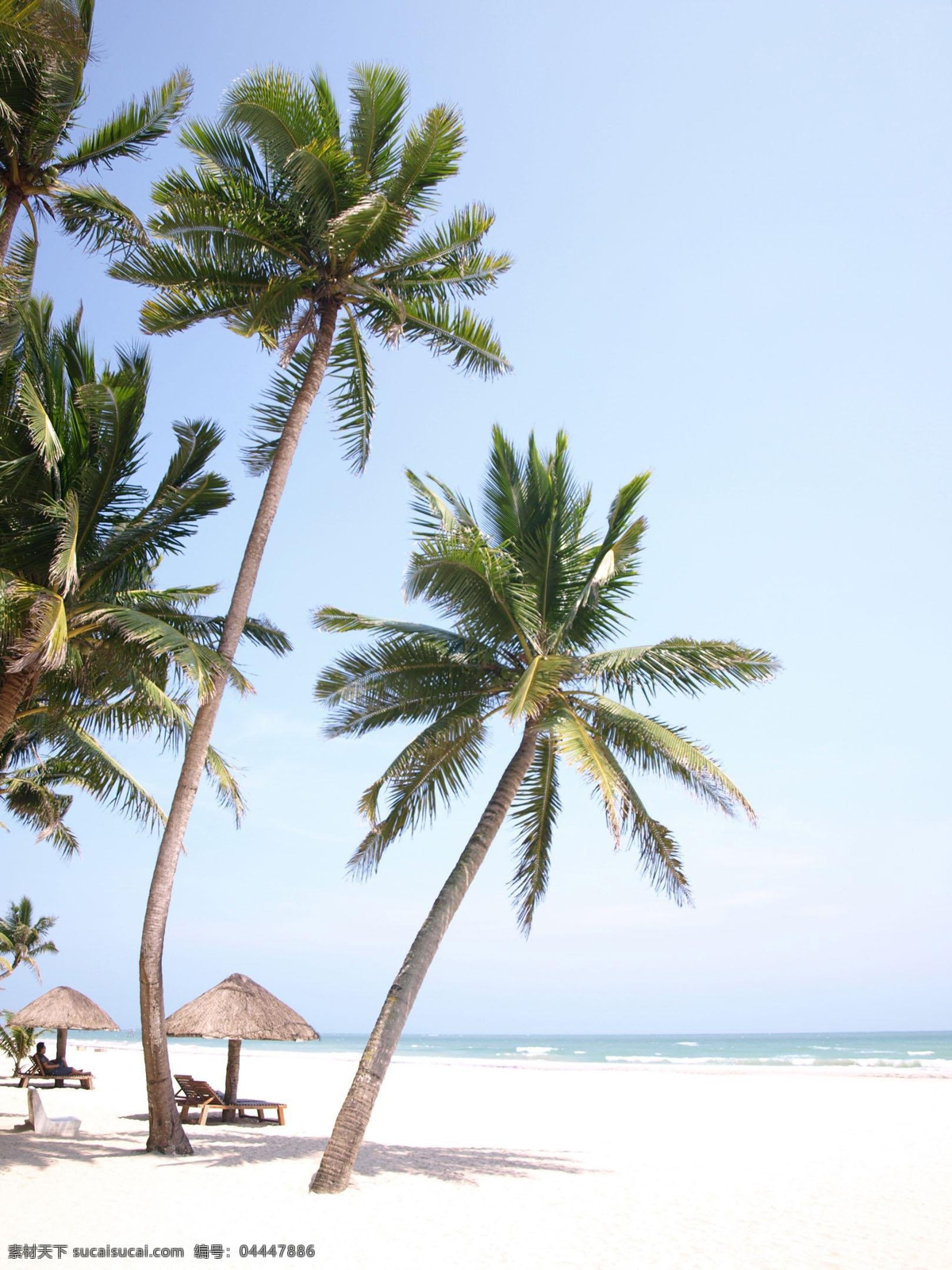 海边 椰子树 海边的椰子树 椰子林 椰林 海滩 度假海滩 椰滩 椰风 热带植物 热带景观 海岸 大海 生物世界 树木树叶