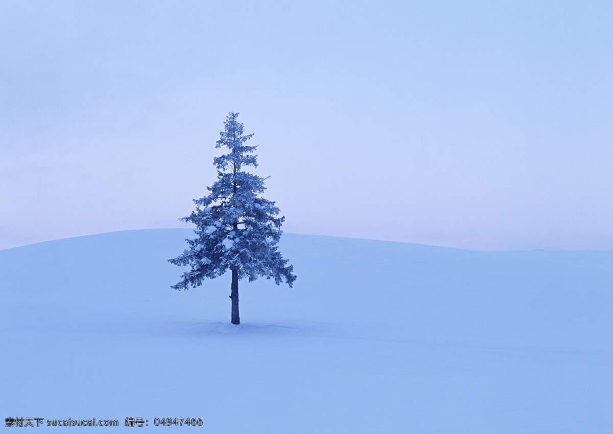 雪地 里 树木 四季风景 美丽风景 美景 冬天雪景 积雪 自然景色 山水风景 风景图片