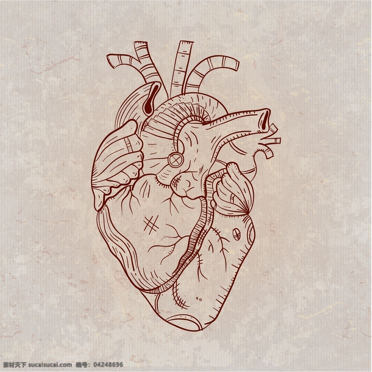 手绘 心脏 器官 插图 矢量 人体 矢量图 文化艺术 绘画书法