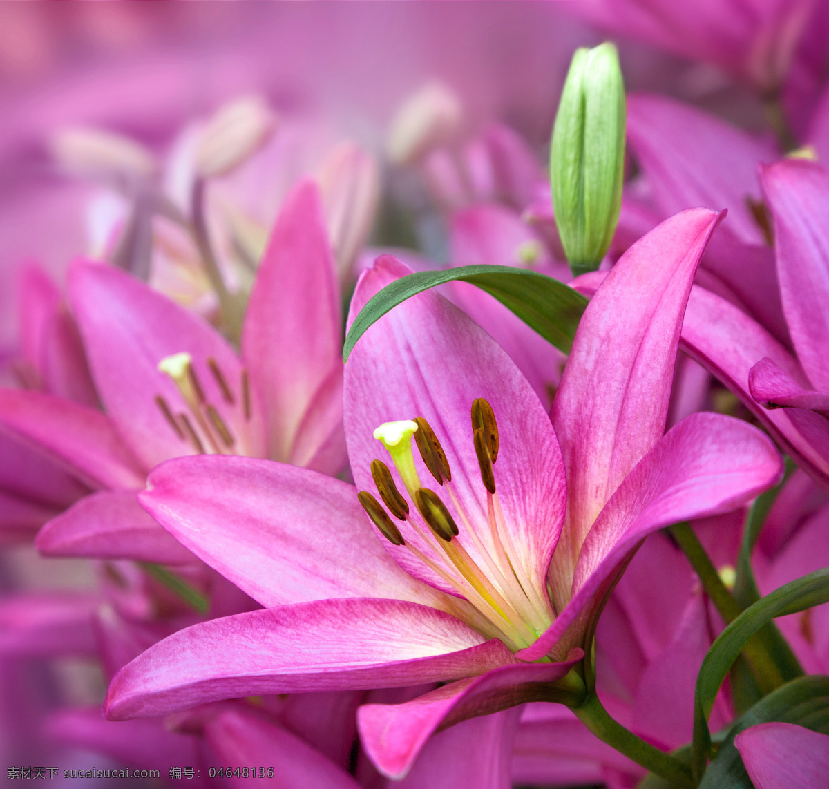 美丽 粉色 百合花 粉色花朵 鲜花 花卉 绿叶 鲜花背景 花草树木 生物世界