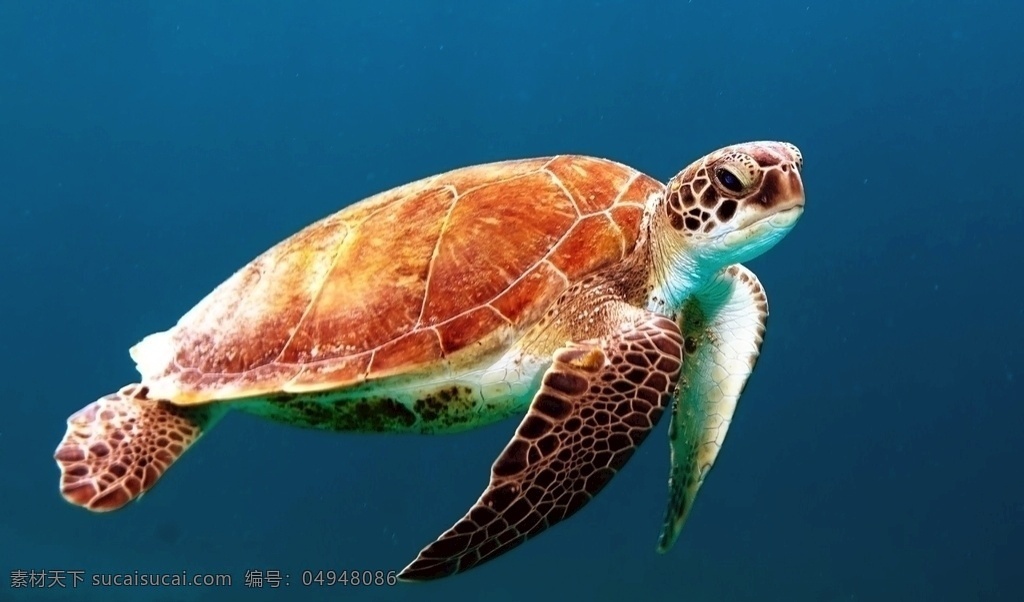 海里 游泳 海龟 海里游的龟 乌龟 野生动物 水 自然 动物 户外 海 水下 海洋 爬行动物 度假 热带 热带龟 招手 图库爬行动物 生物世界 其他生物