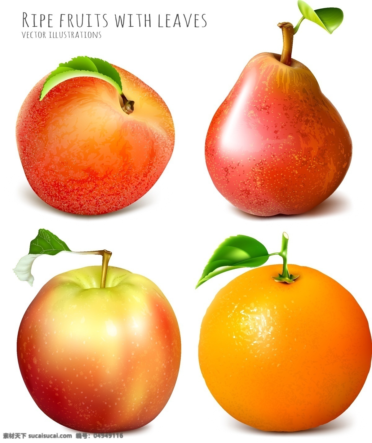 矢量 高清 逼真 水果 新鲜 苹果 桃子 梨子 橙子 手绘水果