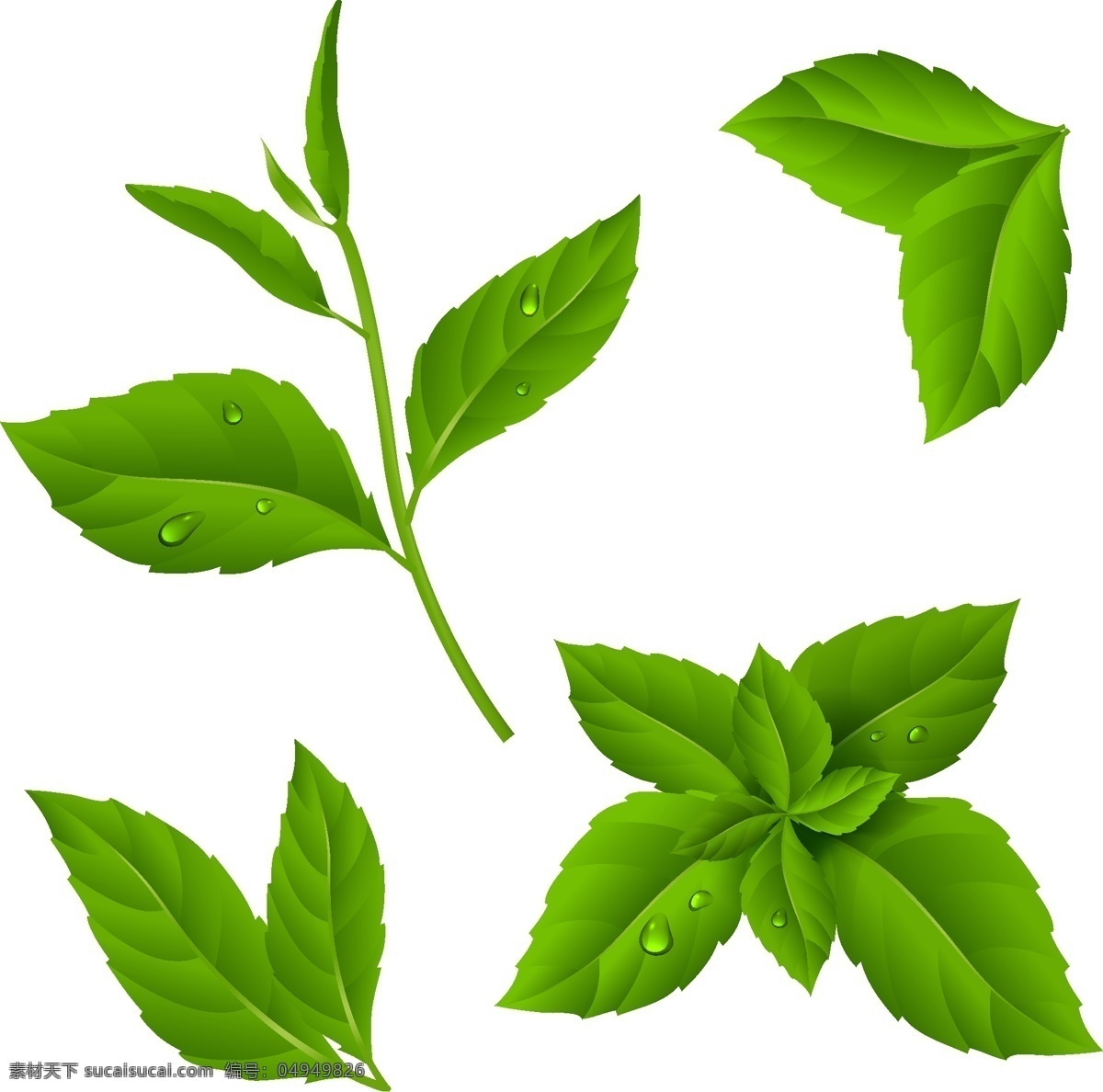 带露 水 茶叶 插画 绿色 植物 露水 露珠 绿茶 清新