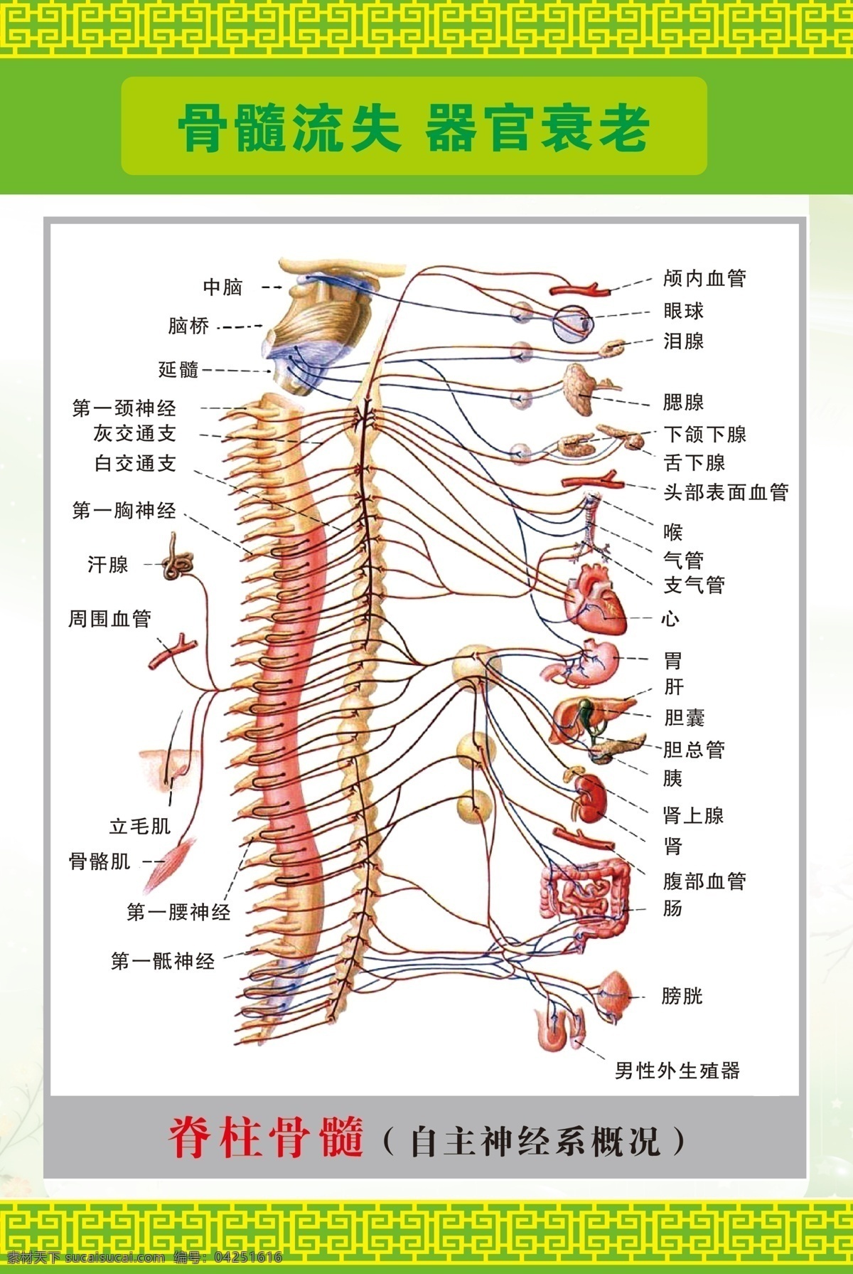 骨髓 流失 器官 衰老 骨髓流失 器官衰老 脊柱骨髓 神经系概况 脊柱结构图 展板模板