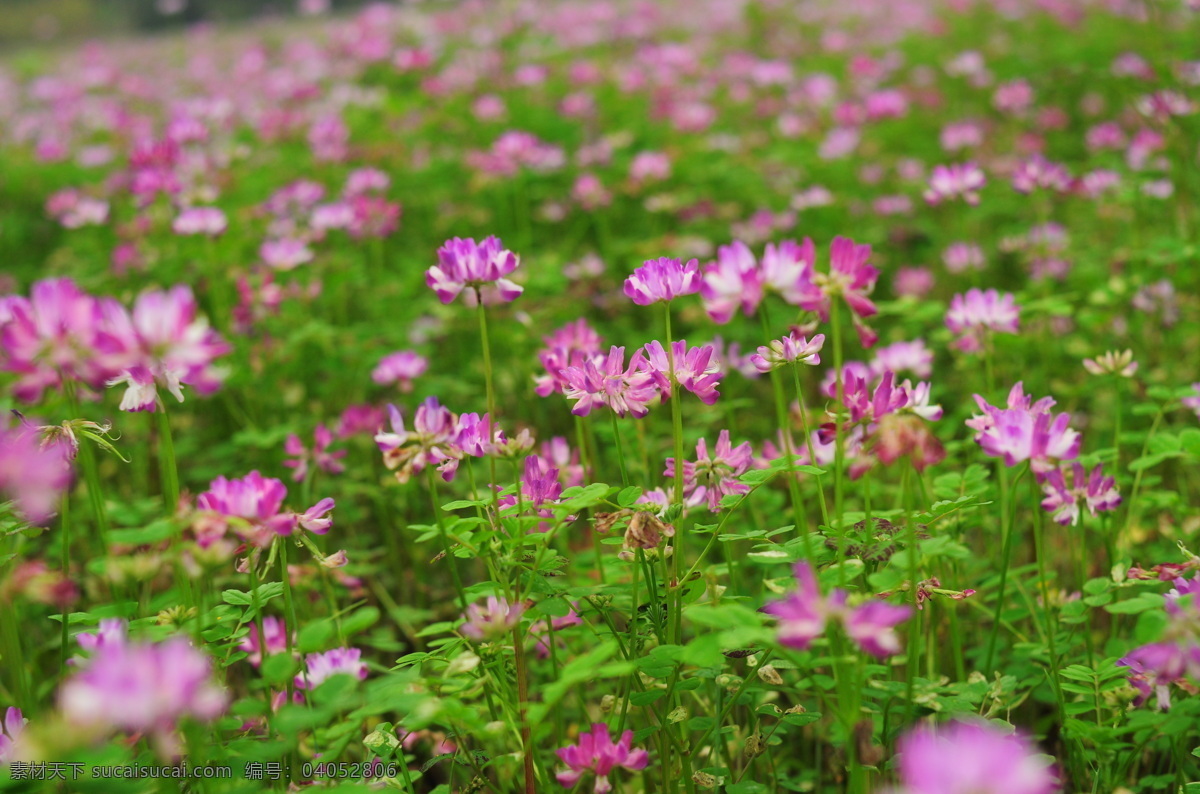 紫云英 野花 花草 花 绿叶 自然景观 自然风景 风景 花丛 花蕾 蜜蜂 生物世界