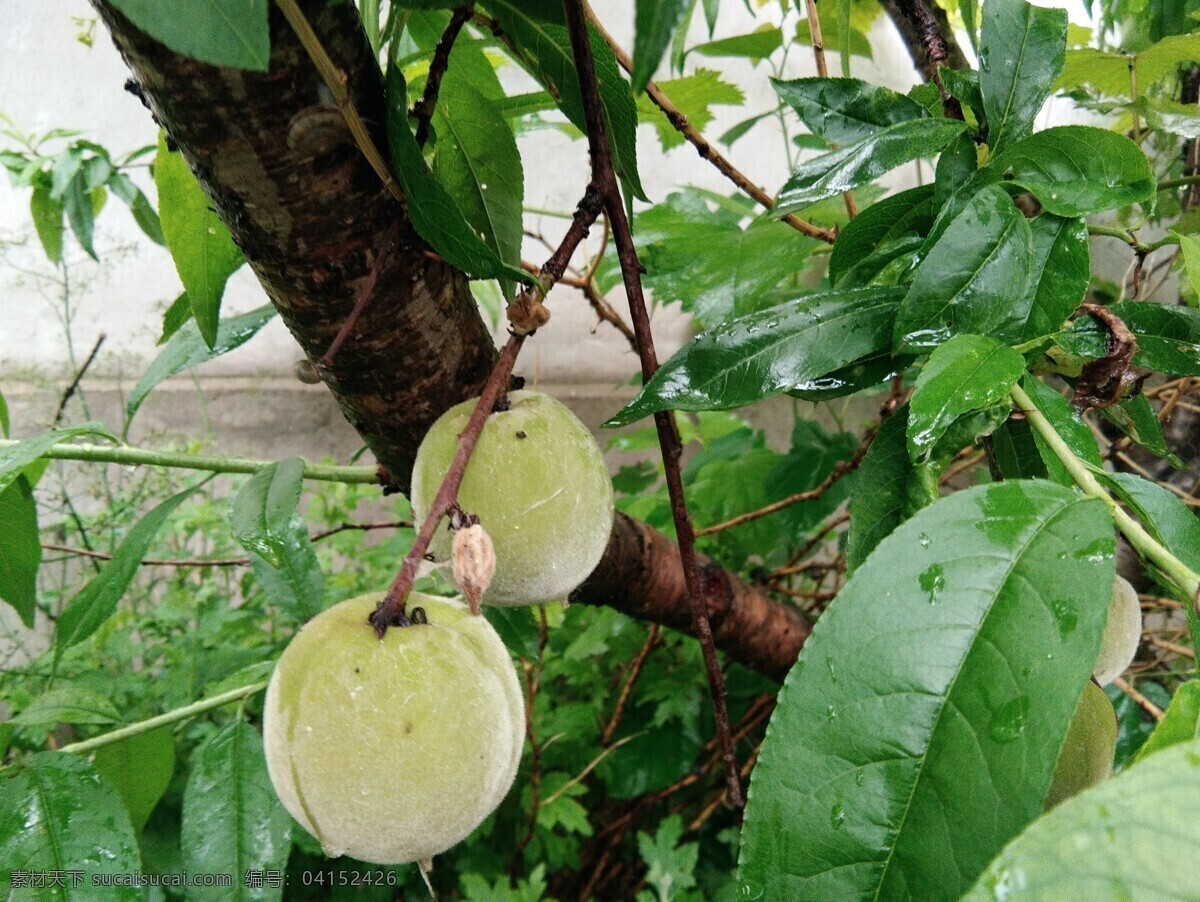 桃子 青桃 小桃 嫩桃 青涩小桃 桃 生物世界 水果