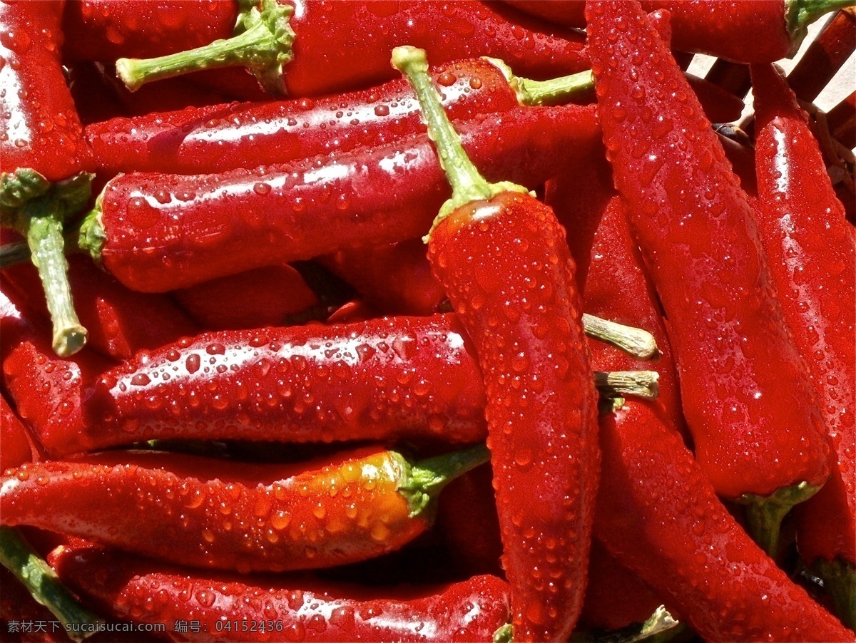 红辣椒 海椒 蔬菜 有机蔬菜 绿色蔬菜 农产品 菜篮子 蔬菜摄影 生物世界