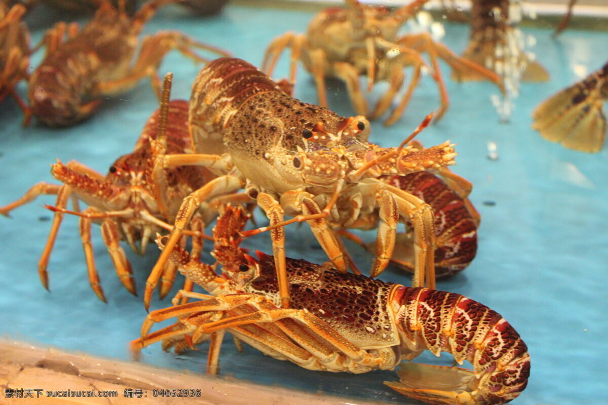 奥龙仔 龙虾 高清龙虾 水产 深海珍品 海洋生物 生物世界