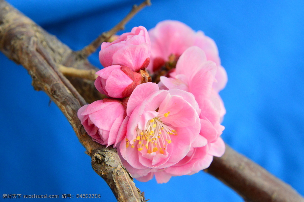 梅花 酸梅 黄仔 合汉梅 花朵 花瓣 花蕊 花儿 花卉 枝叶 绿化景观 植物园风景 植物园美景 榆叶梅腊梅 生物世界 花草