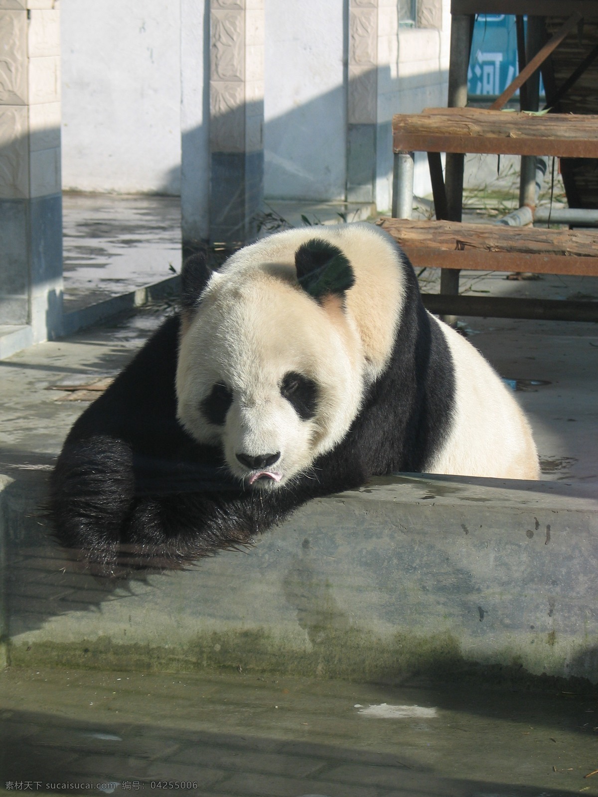 可爱 熊猫 大熊猫 动物园 盼盼 风景 生活 旅游餐饮