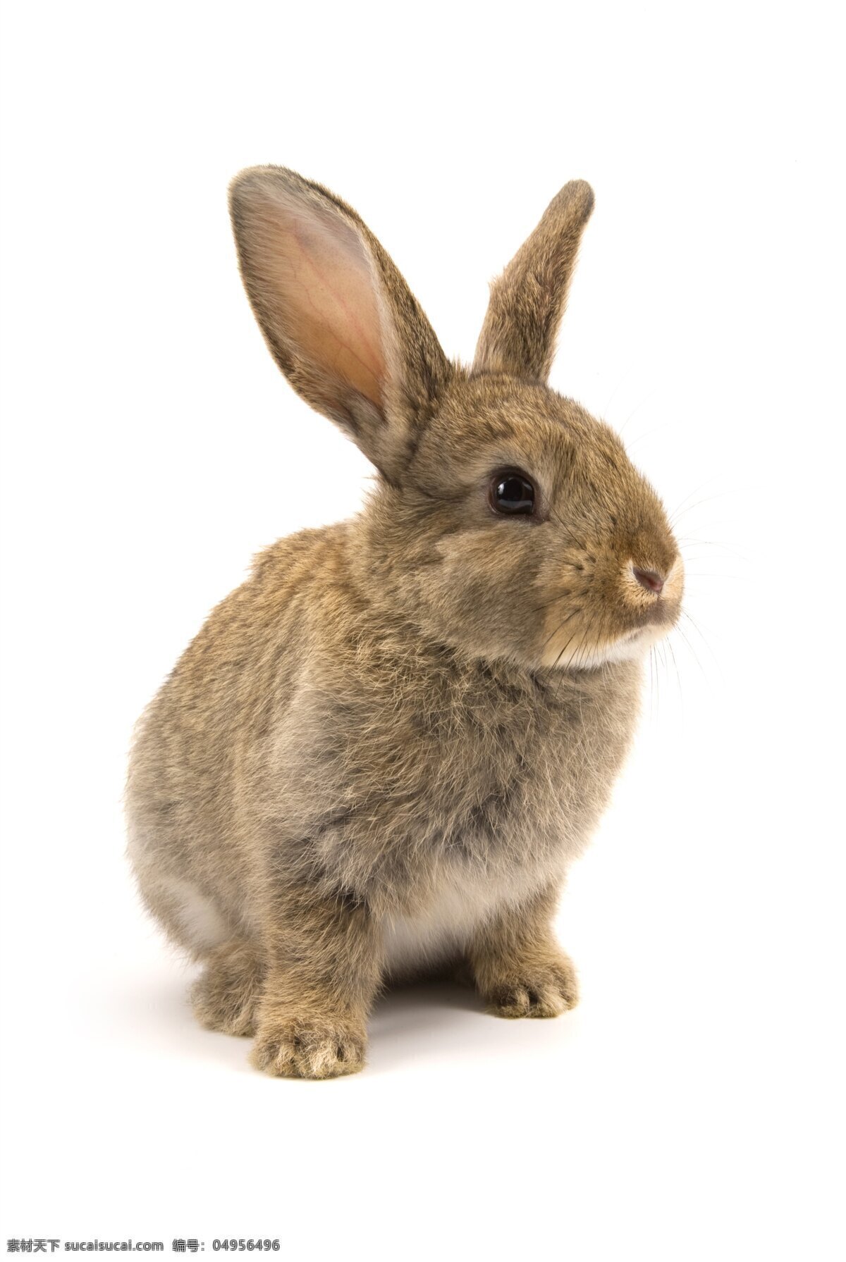 小白兔 白兔 白兔子 小兔子 大白兔 可爱的兔子 红眼睛兔子 兔子特写 可爱的小兔子 宠物兔子 草地兔子 麦田兔子 萌宠