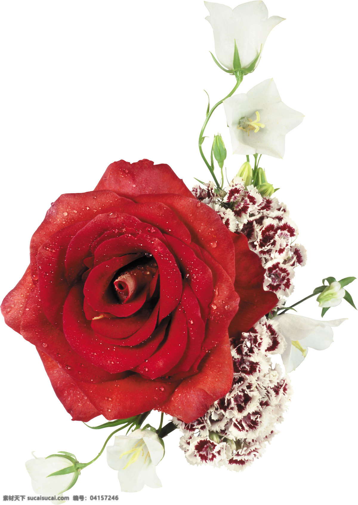 玫瑰花素材 玫瑰 玫瑰花束 红玫瑰 玫瑰特写 黄色玫瑰 白色玫瑰 花草 生物世界