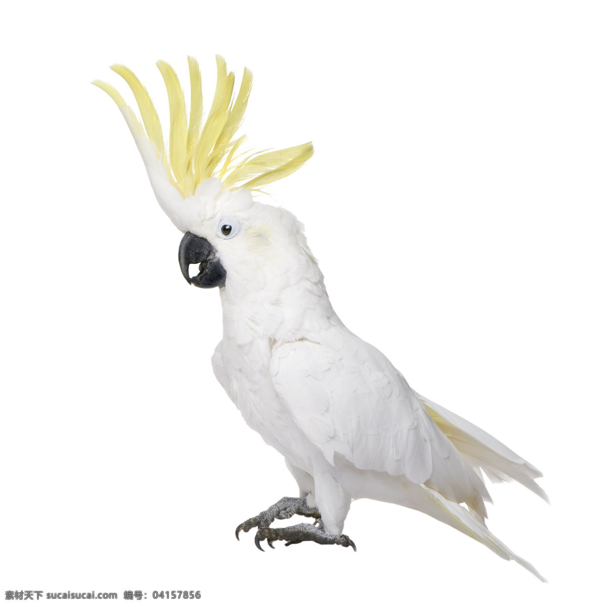 玄凤 鹦鹉 鸟类 鸟类图片 设计图 设计图库 生物世界 小鸟 鹦鹉图片 玄凤鹦鹉图片