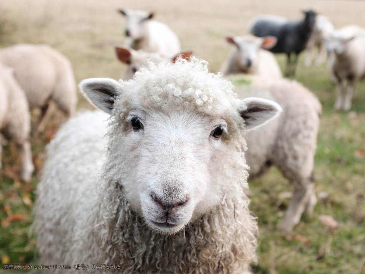 羊图片 羊 羊羔 山羊 白羊 牧羊 绵羊 吃草 草食 温顺 毛茸茸 草地 动物 生物世界 家禽家畜