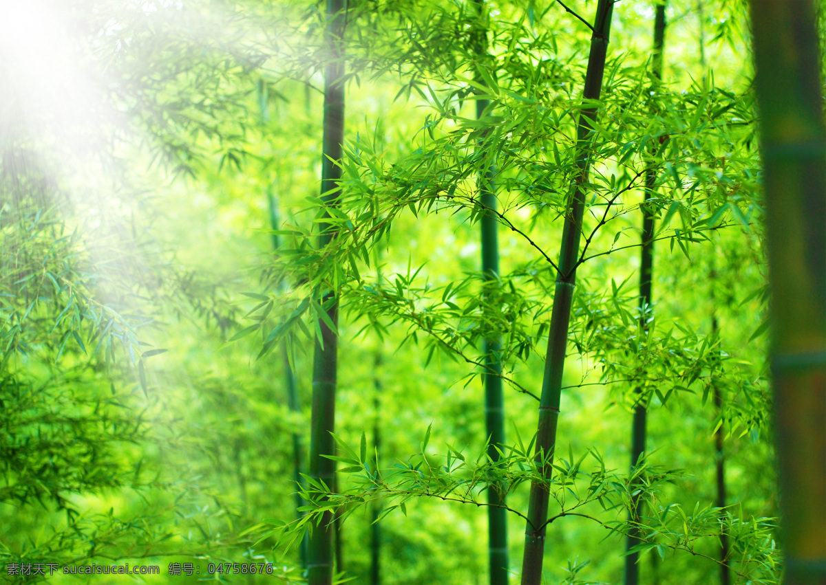 竹子 竹林 紫阳花 绿色植物 花朵 白色花朵 自然 花草 花草图片 植物图片 花朵图片 清新花朵 花 自然素材 清新 壁纸 盆景 花卉 鲜花 菊花 蒲公英 盆栽 植物素材 鲜花素材 春天 绿叶