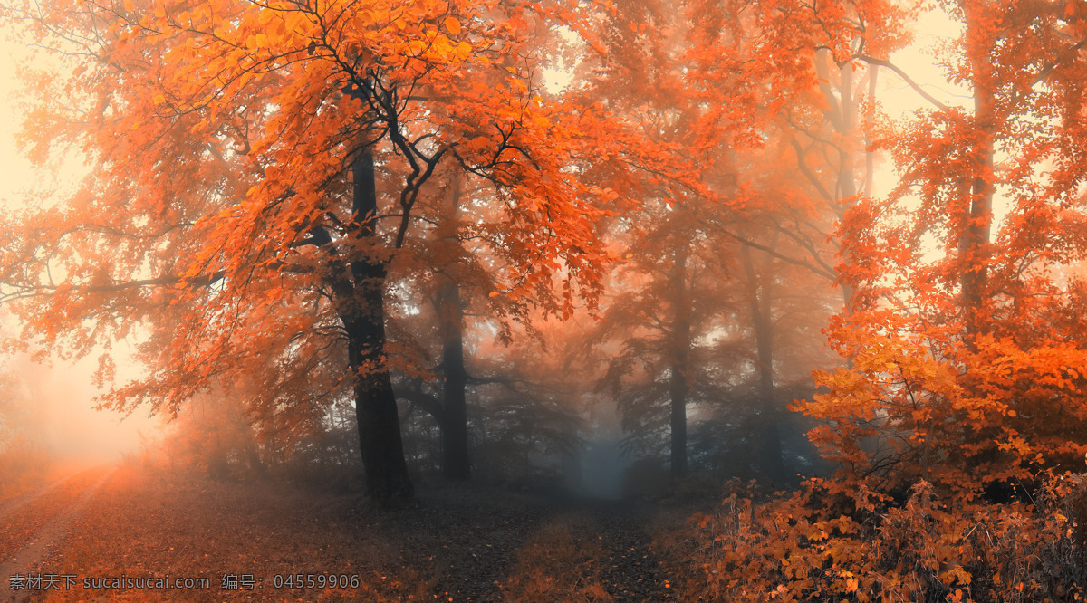 红叶 秋天 森林 路 大雾 神秘 梦幻 美景 自然景色 自然风景 旅游摄影