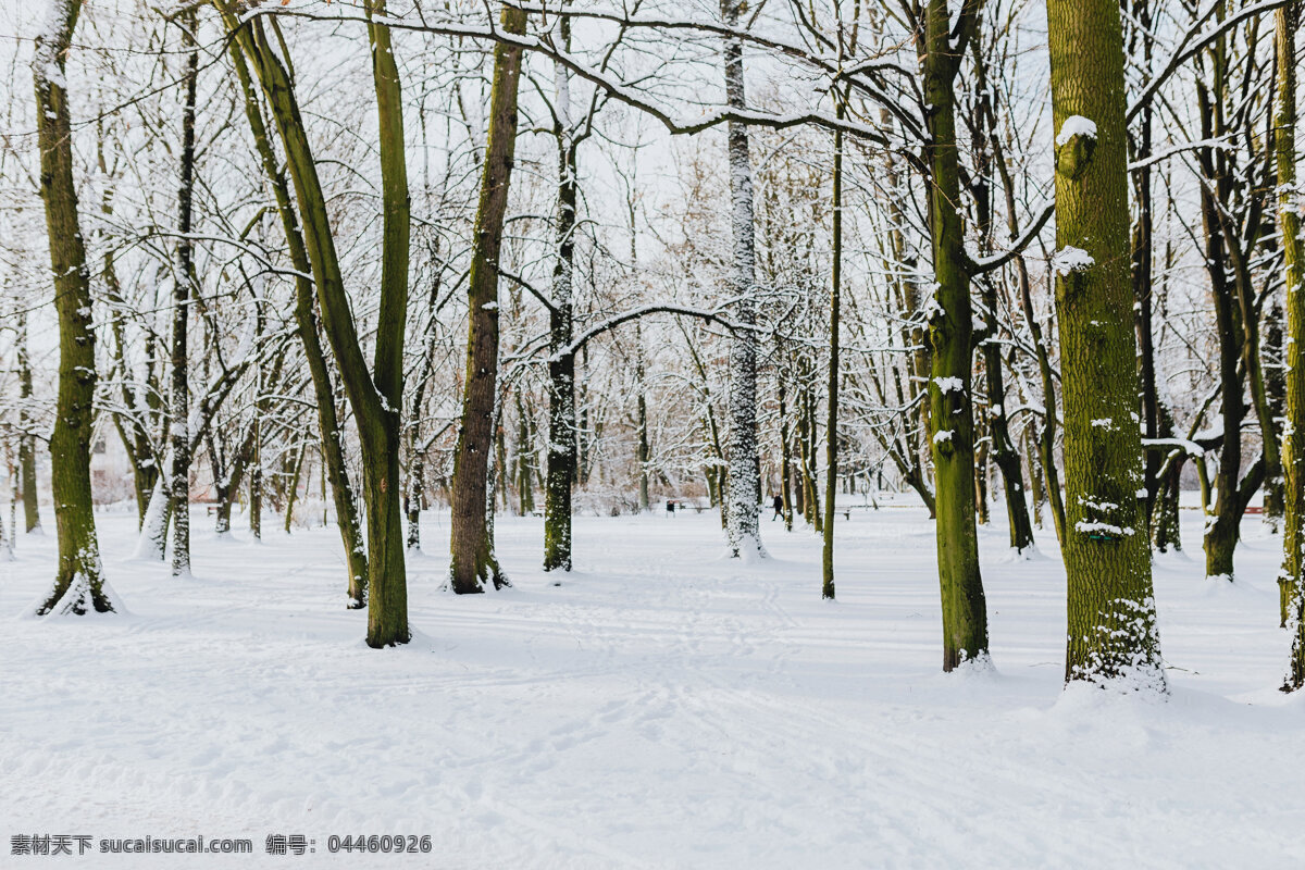 雪地公园 东北 哈尔滨 城市 天空 松树 积雪 松林 公园 椅子 凳子 下雪 雪景 蓝天 白云 大雪 冬天 阳光 光线 太阳 光芒 冬季 白色 白茫茫 雪树 白色世界 自然景观 自然风景