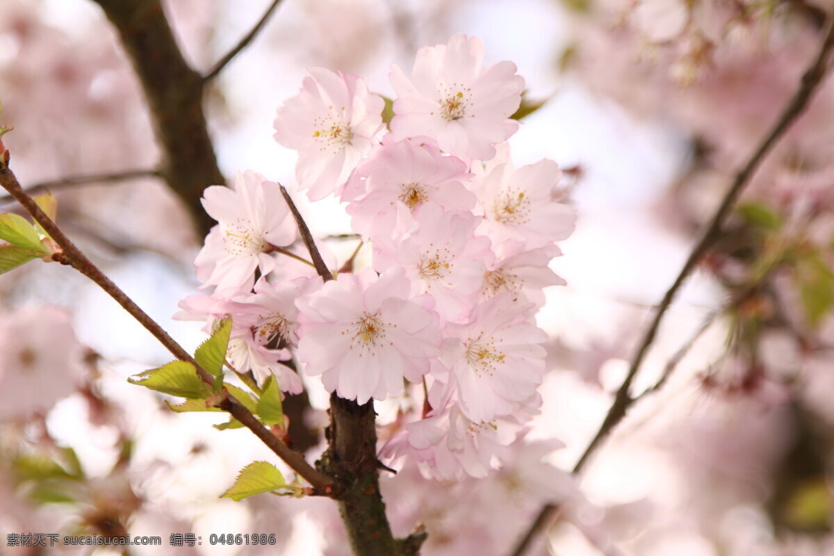 唯美 粉色 樱花 高清 粉色樱花 淡雅 粉嫩 观赏植物