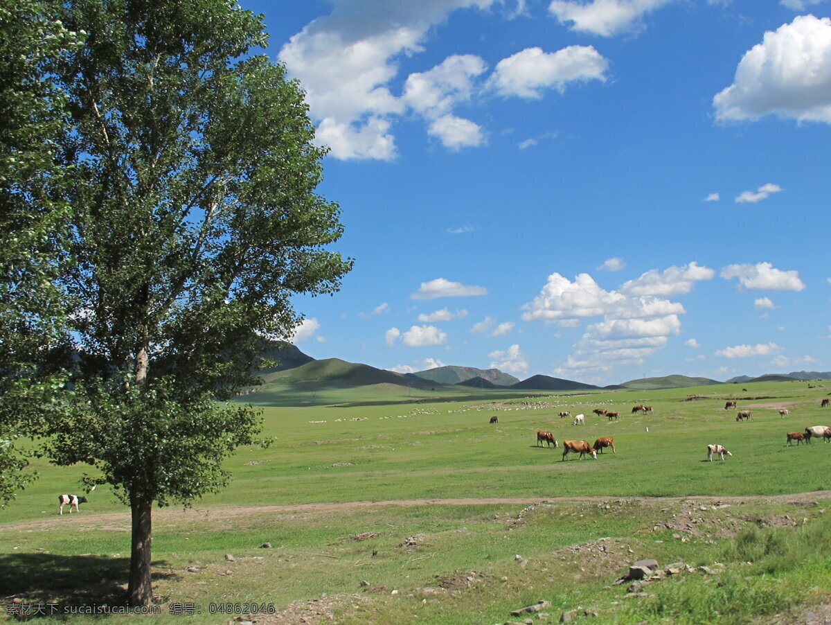 草原 树木 草 蓝天 白云 牛 扎鲁特旗 风光 旅游摄影 自然风景