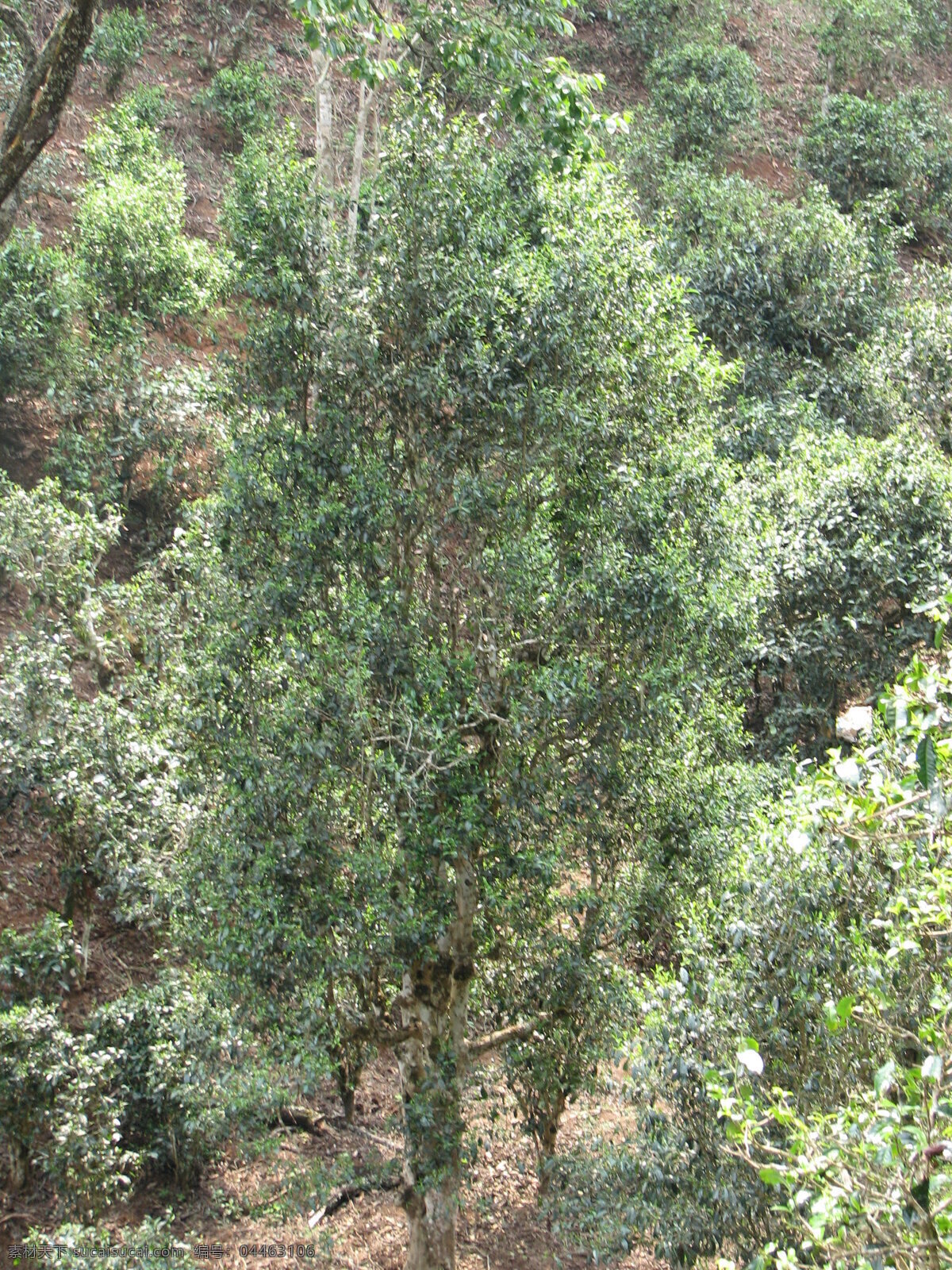 普洱茶树 普洱 茶树 古茶树 茶叶 古树茶 树木树叶 生物世界