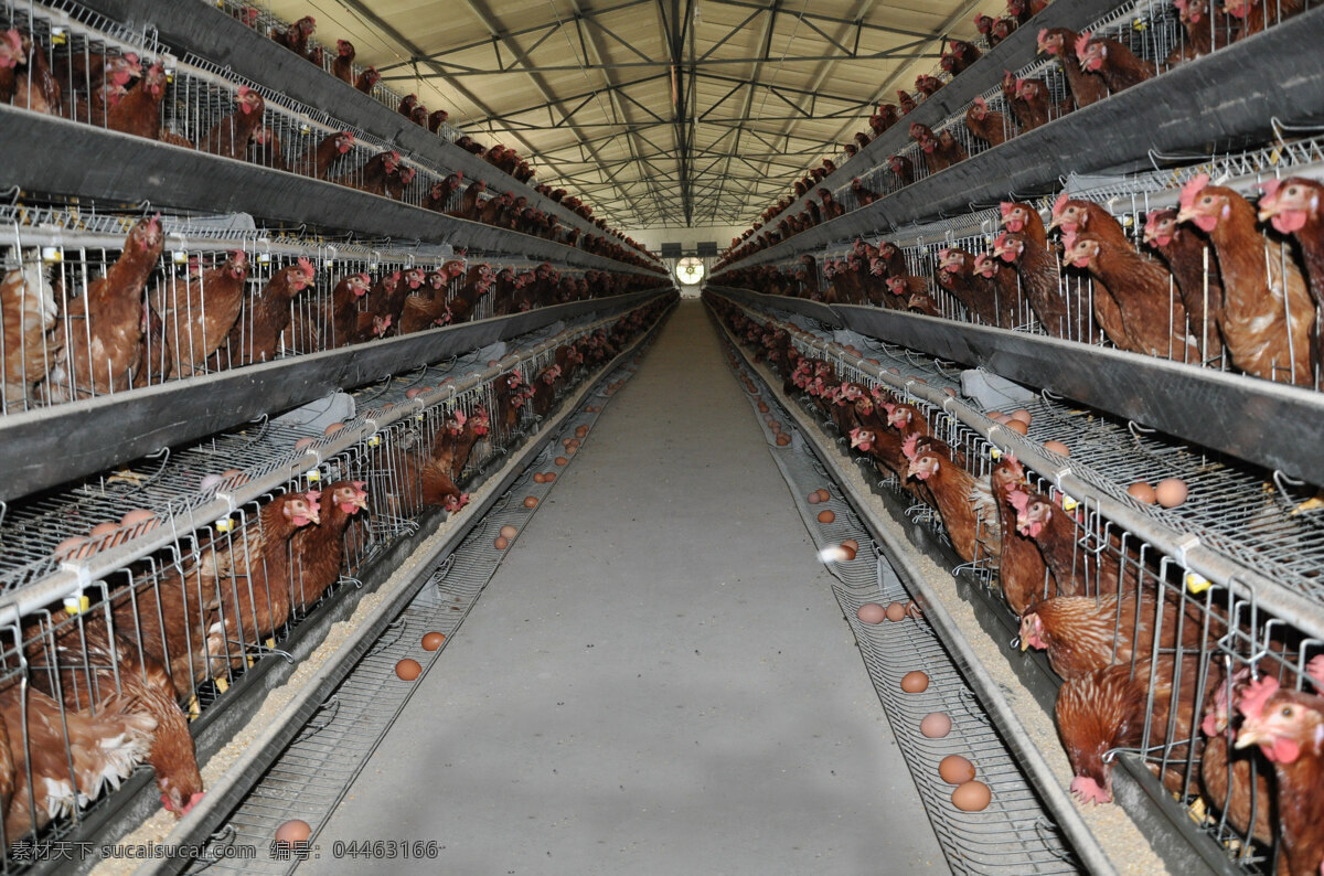养鸡 鸡场 蛋鸡 养殖 蛋鸡养殖 林下 养鸭 大棚 家禽家畜 生物世界