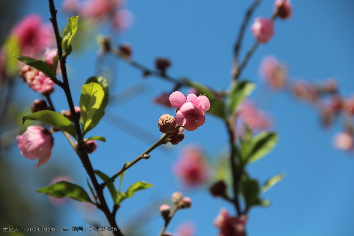 桃花 春天 大自然 花草 郊外 郊游 生物世界 桃树林 psd源文件