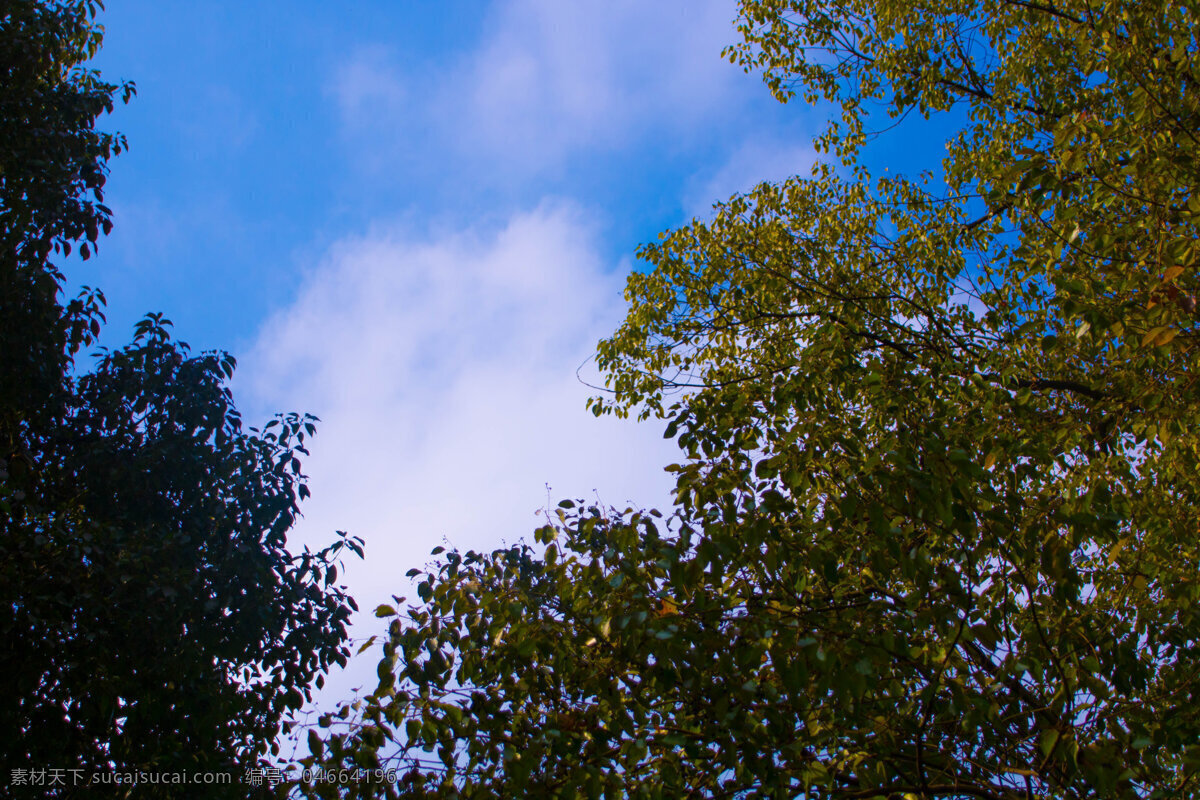 春天 树木 天空 背景 蓝天 白云 路灯 阳光背景 晴朗 天气 云朵 云 蓝色天空 树 绿树